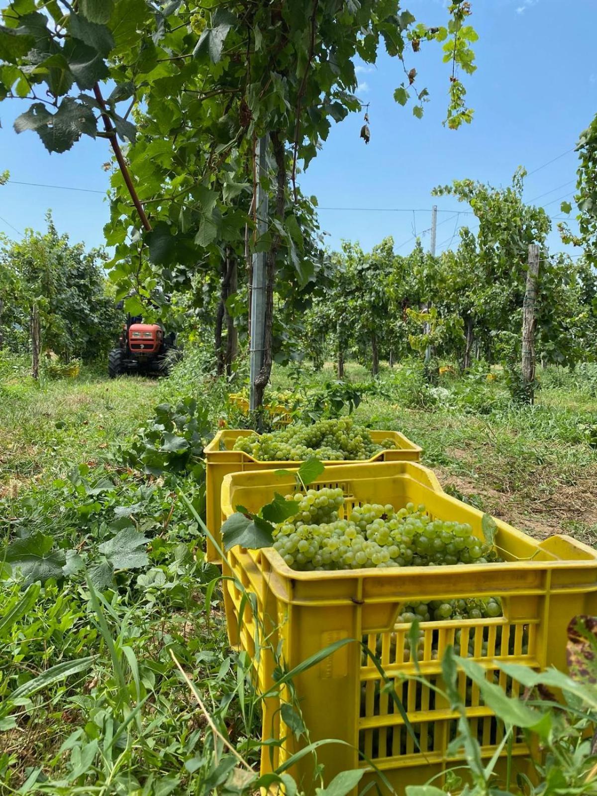 La Corte Del Bona - Vicino Alle Cantine E A Circa 15 Minuti Dal Lago Di Iseo - Apartman Erbusco Kültér fotó